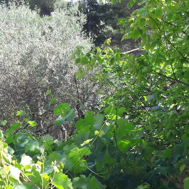 Bastide Sainte Agnès - Chambre Lit King-Size - Vue sur Jardin - 11