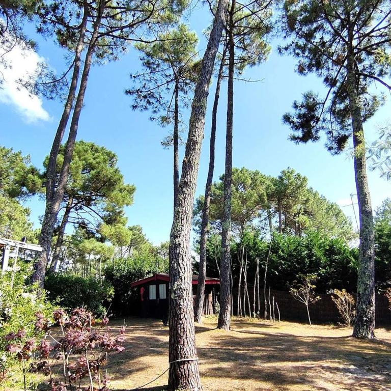 Villa rénovée avec jardin, terrasse, clim et WiFi à Lège-Cap-Ferret - Villa 3 Chambres - 13