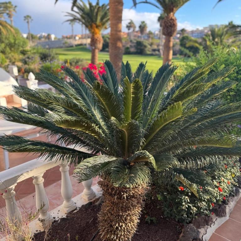 Ocean View Tenerife South Coast - Apartamento de 1 dormitorio - 4