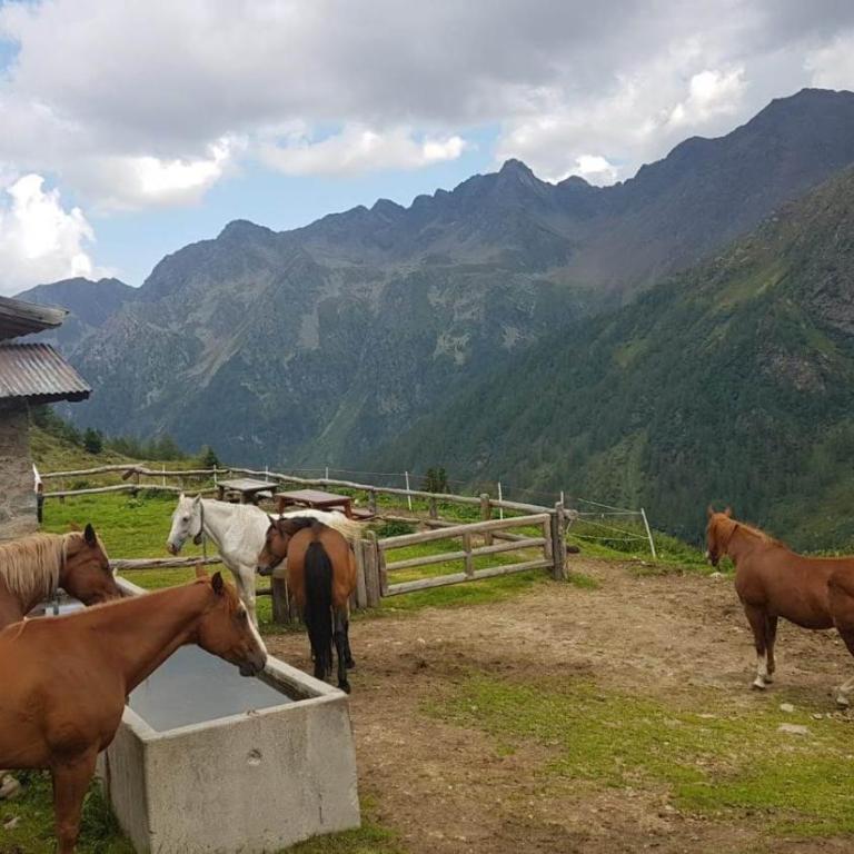 Cevedale-Valdisole - Apartamento de 2 dormitorios con balcón - 30