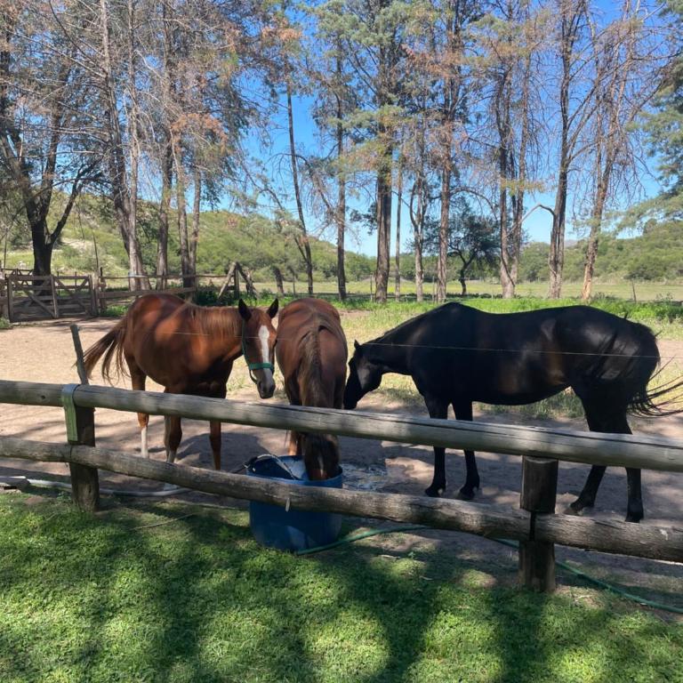 Campo la Sierra - El rincón alemán en San Luis - Casa de 2 dormitorios - 15