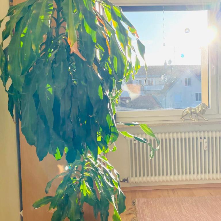 Ruheoase im Herzen von München - Appartamento con 3 Camere da Letto - 34