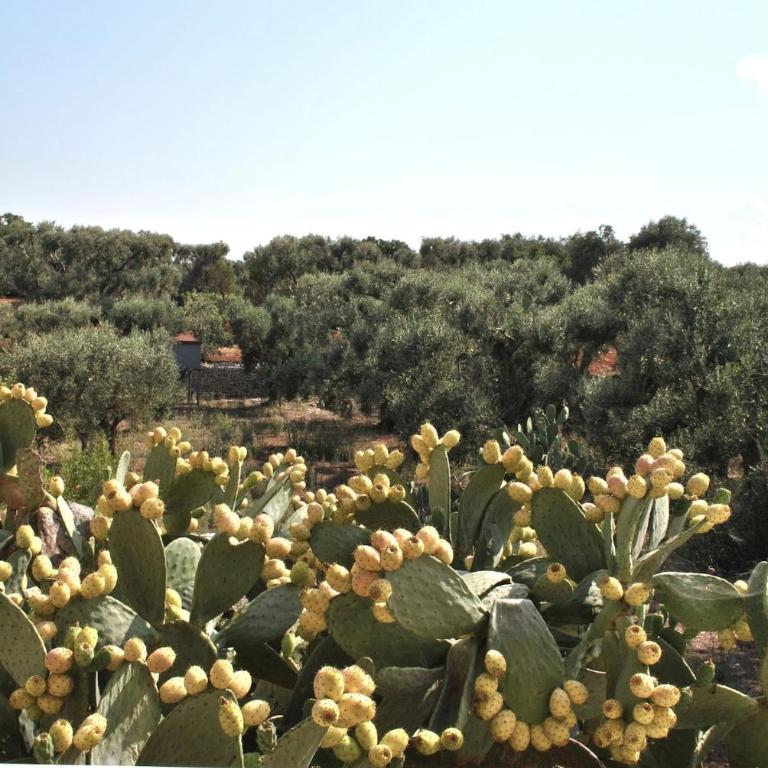 Villas with pool at Ostuni - Villa - 15
