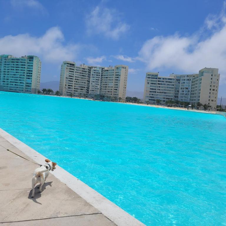 Departamento Laguna del Mar Full Equipado - One-Bedroom Apartment with Balcony - 6