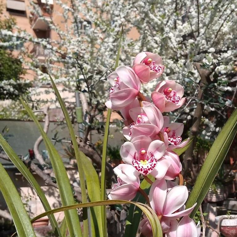 Il giardino dell'Eden 10 - Alloggio Turistico - Apartment mit 2 Schlafzimmern und Aussicht - 50