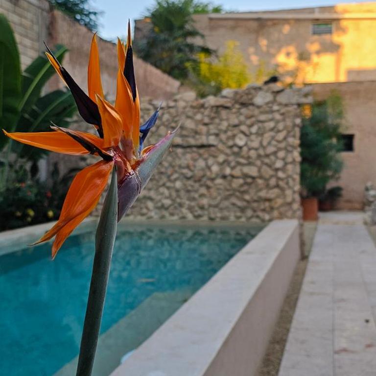 Casitas Merida - Standard Studio - 3