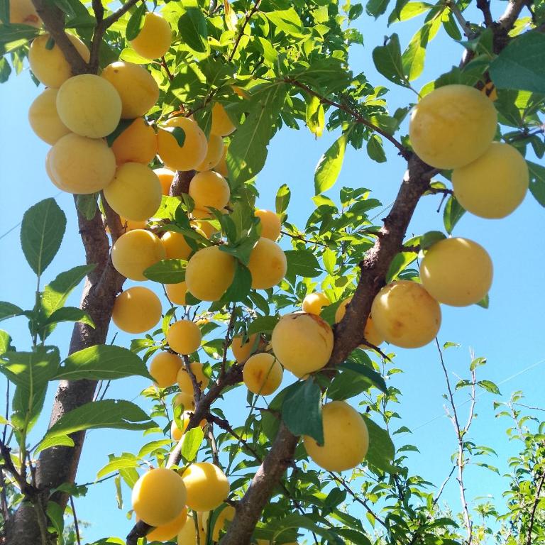 Despertar - One-Bedroom House - 15