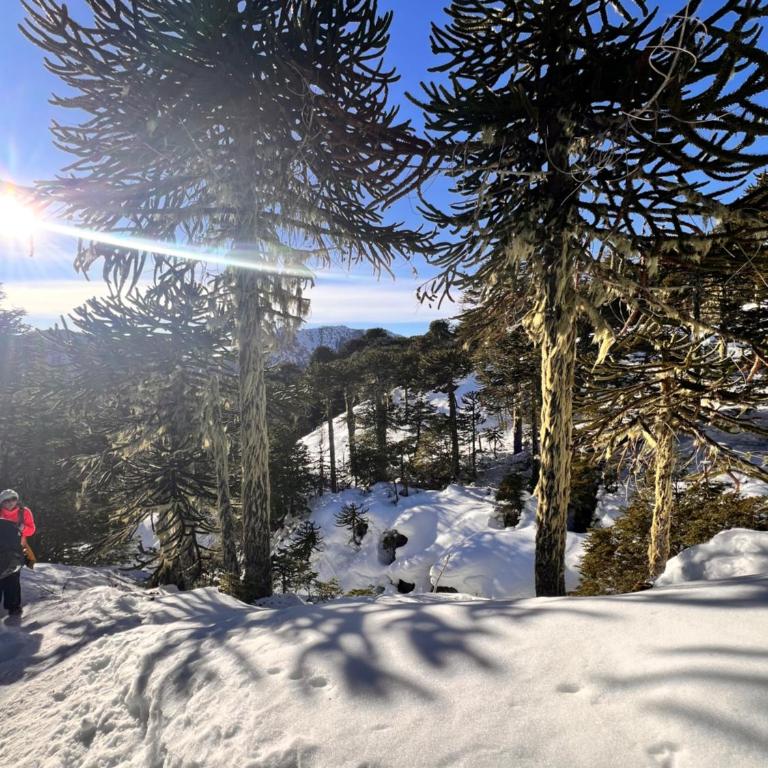 Cabañas Altos del Sollipulli - Two-Bedroom Chalet - 19