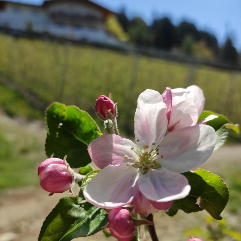 Prünsterhof Schenna - Appartamento con Vista e Balcone - 16