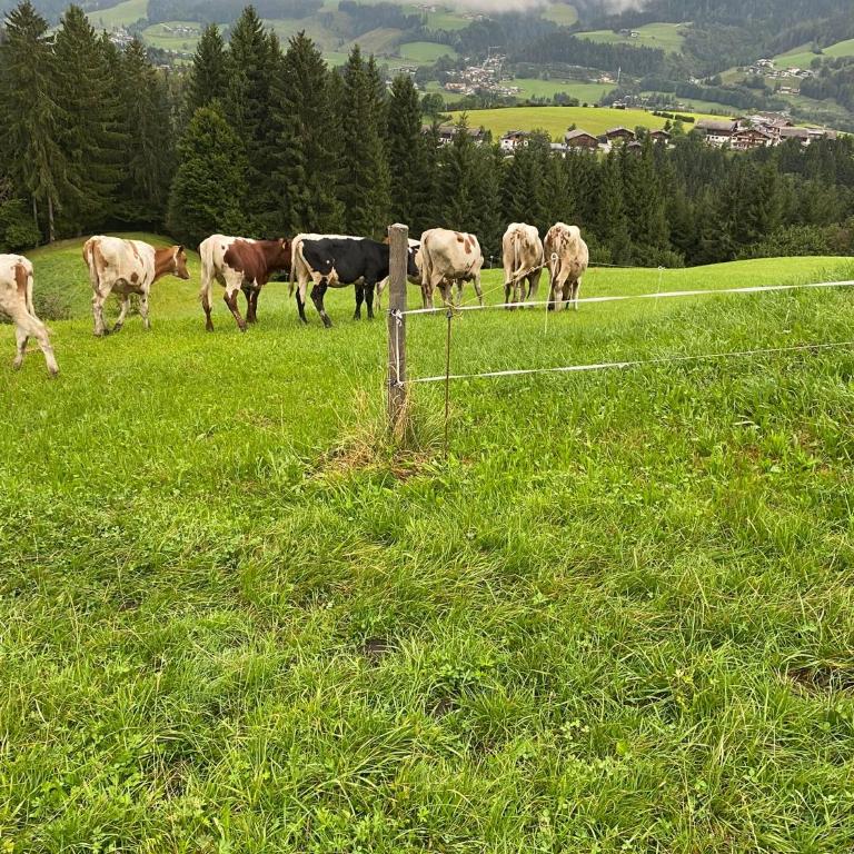 Hörlbauer-Leogang - Apartment mit 2 Schlafzimmern - 38