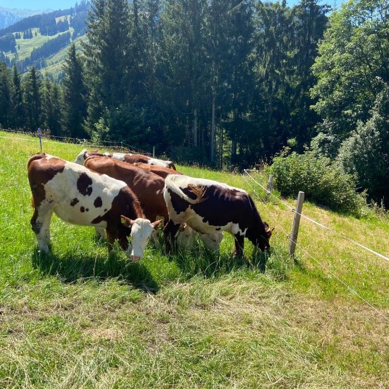 Hörlbauer-Leogang - Apartment mit 2 Schlafzimmern - 49