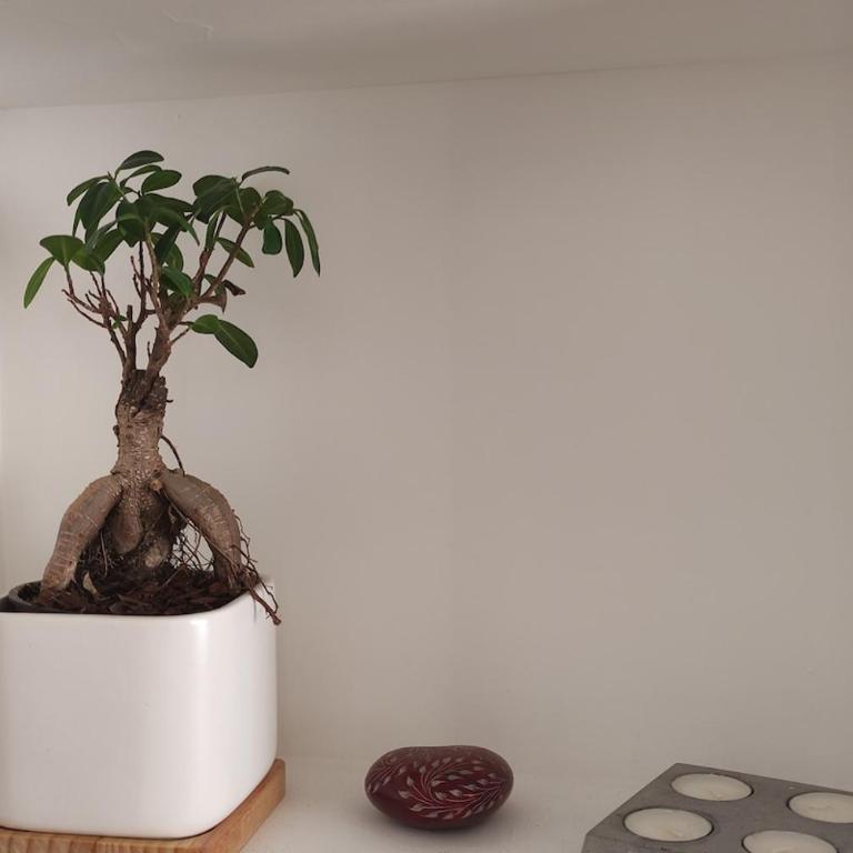 Angers appart 65m2 proche centre ville, parking - Appartement 2 Chambres - 11