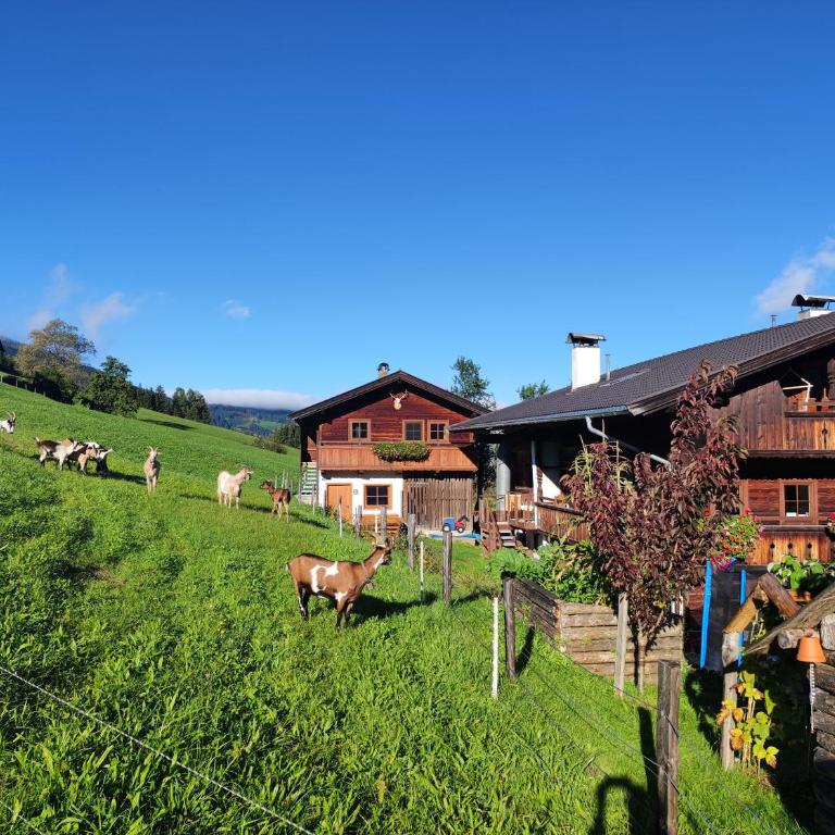 Ferienwohnungen Schneiderhäusl - Apartment mit 1 Schlafzimmer - 4