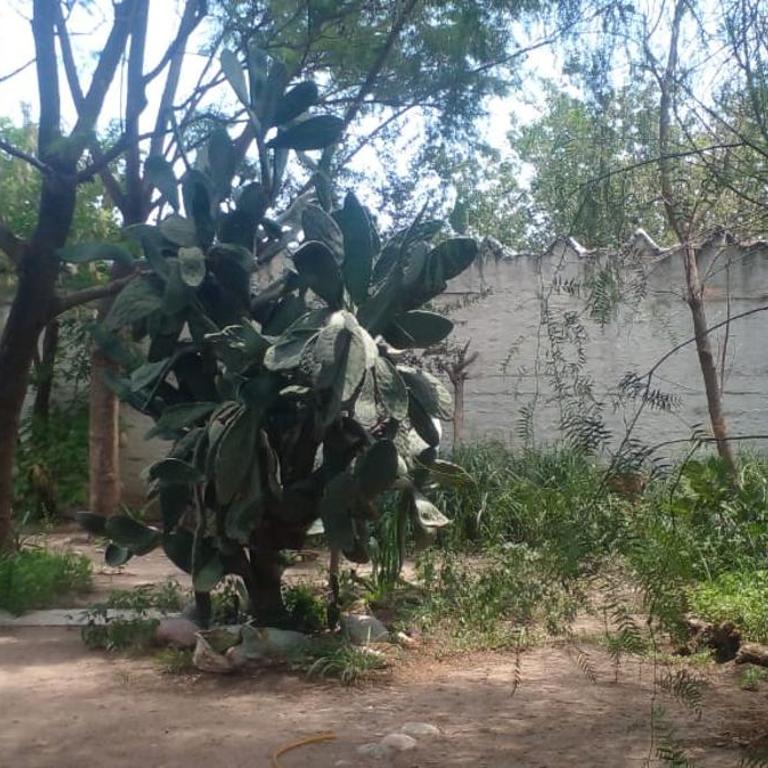 Willca Pirul - Casa de 2 dormitorios - 7