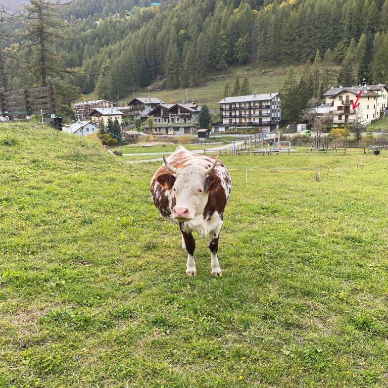 Casa della scultrice - Appartamento con 1 Camera da Letto - 27