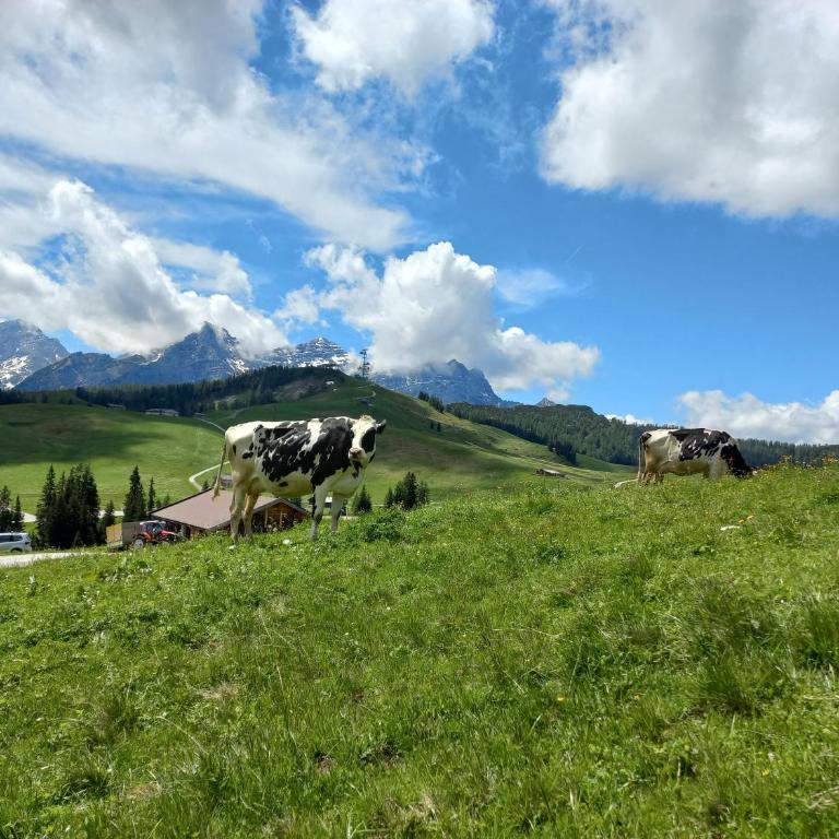 Ferienwohnung Brennerbauer - Apartment mit Blick auf die Berge - 20