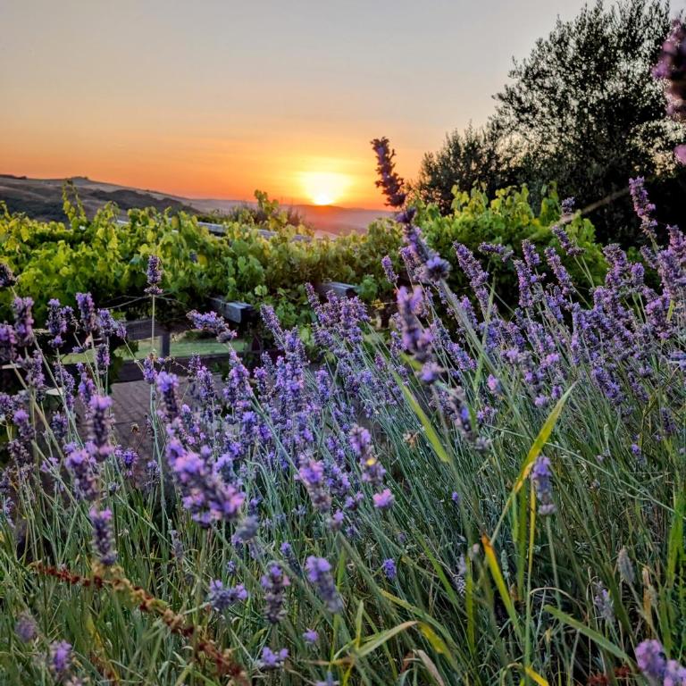 Podere Spedalone - Camera Matrimoniale/Doppia con Letti Singoli con Bagno Privato - 9