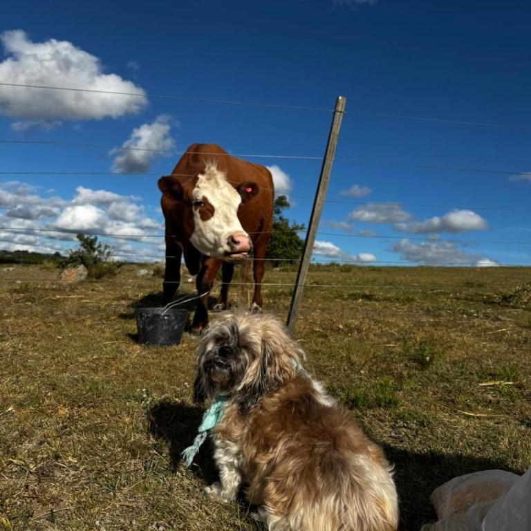 Rancho pura vida - Chalet de 1 dormitorio - 15