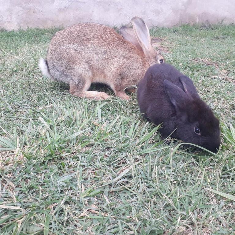 Casa Quinta - Casa con 1 dormitorio - 20