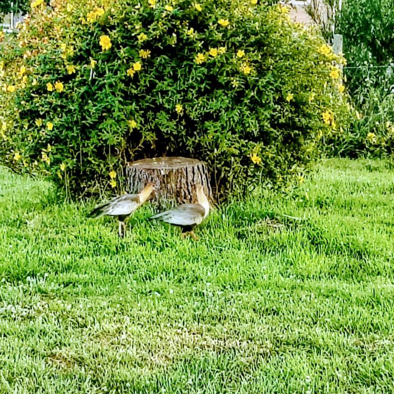 Cabañas Lago Llanquihue - Apartamento Familiar de 2 dormitorios - 24