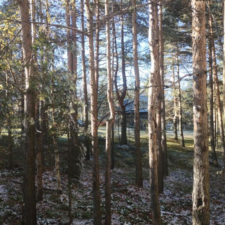 Apartman Šumski San - Apartman sa 1 Spavaćom Sobom - 18