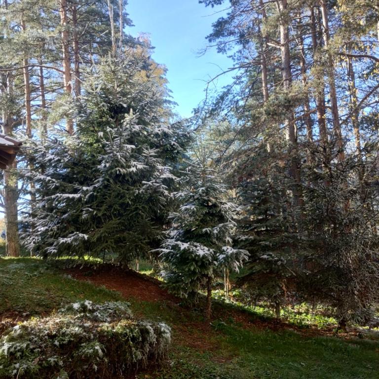 Apartman Šumski San - Apartman sa 1 Spavaćom Sobom - 17