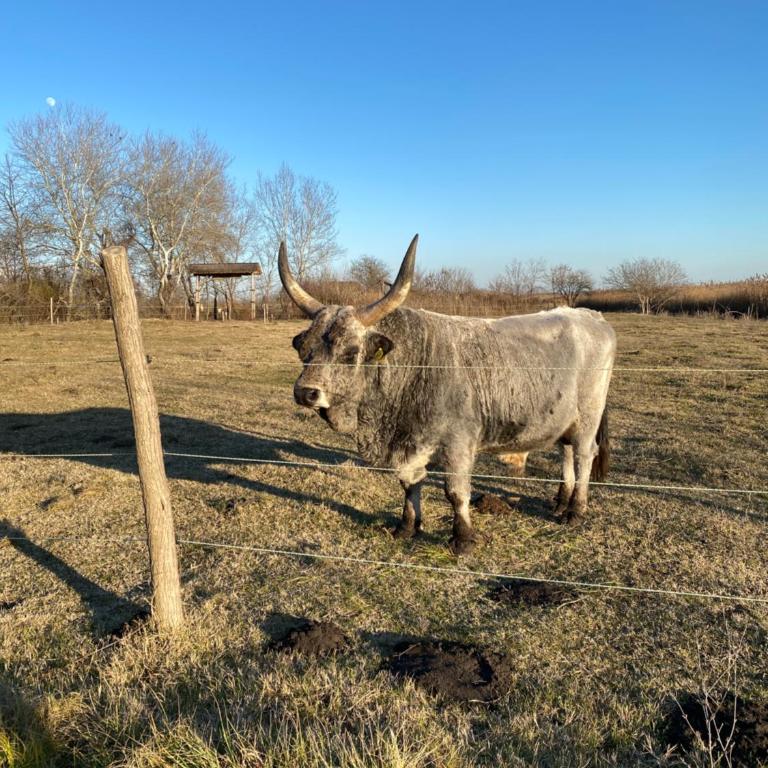 Altiora - Kuća sa 1 Spavaćom Sobom - 37