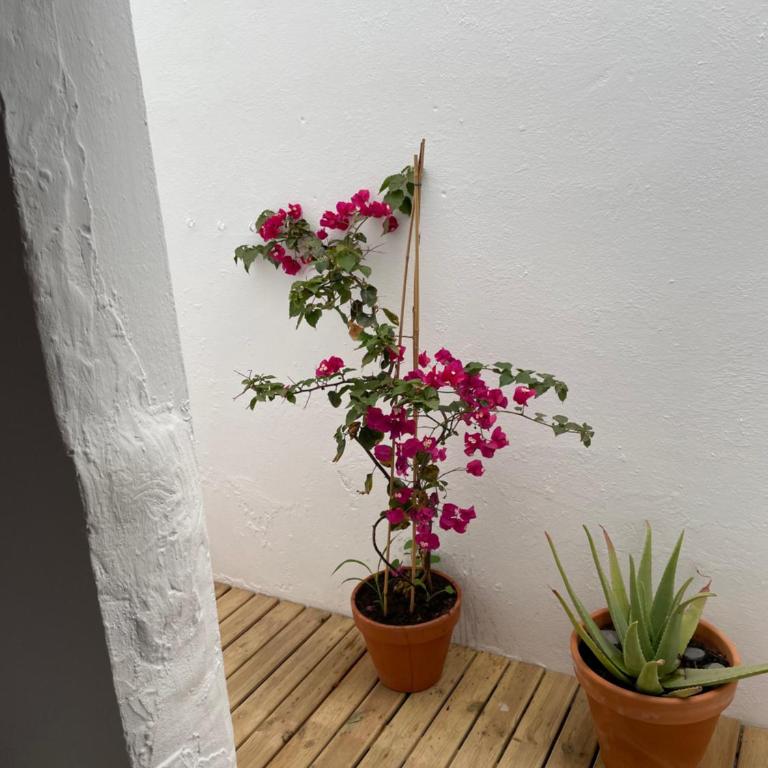 Casa Frida - Three-Bedroom Apartment - 42