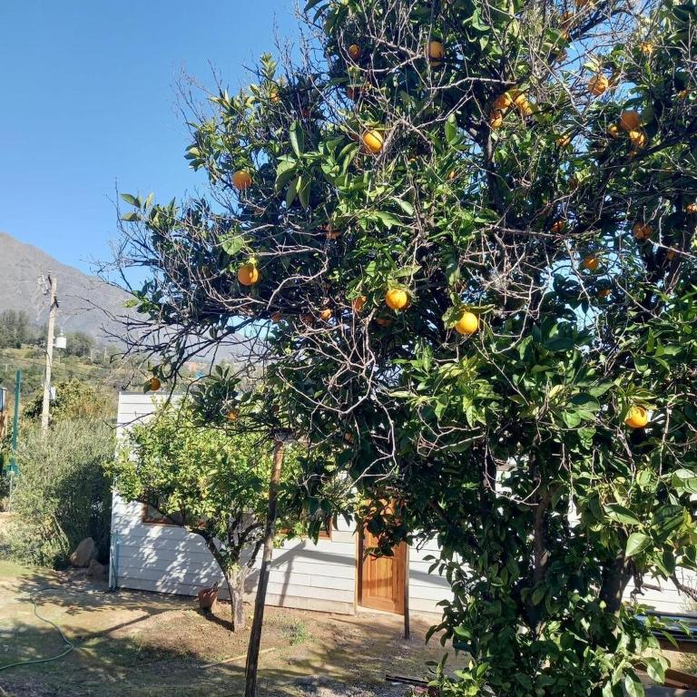 Oasis in the mountain, Quebrada Alvarado, Olmué - Casa de 3 dormitorios - 39