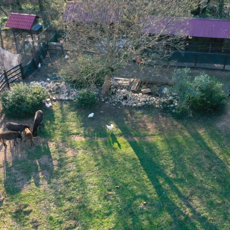 Green Ranch Stara Maslina - Apartman s 1 Spavaćom Sobom i Balkonom - 37