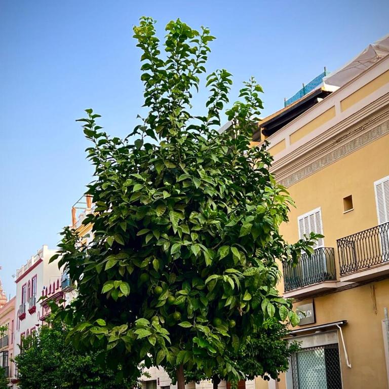 Casa Castilla 31 - Apartamento de 1 dormitorio - 37