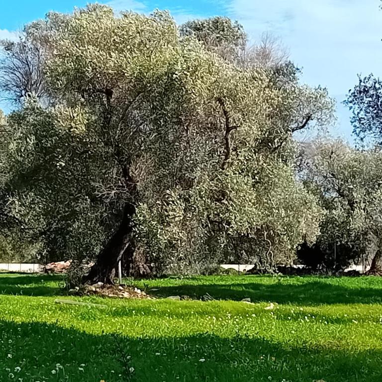Trulli Chirulli - Casa con 1 Camera da Letto - 25