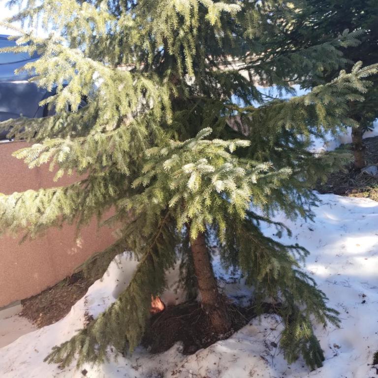 Apartman Šumski San - Apartman sa 1 Spavaćom Sobom - 12