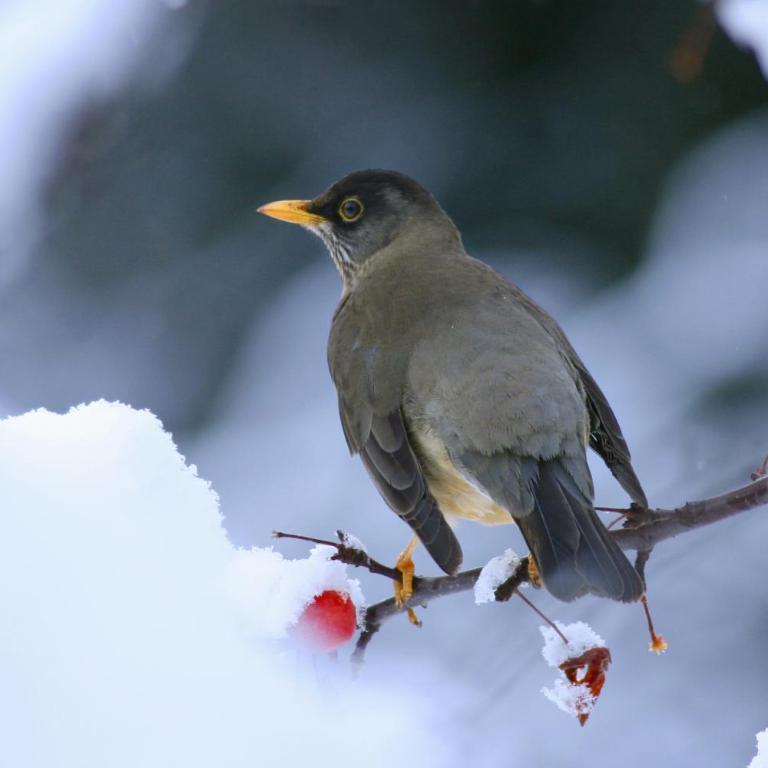 Cabaña en la montaña - Chalet de 2 dormitorios - 22