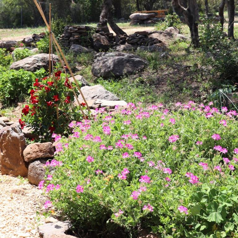 Country villa Sant' Elène - Appartamento Olivo - Appartamento con 2 Camere da Letto - 36