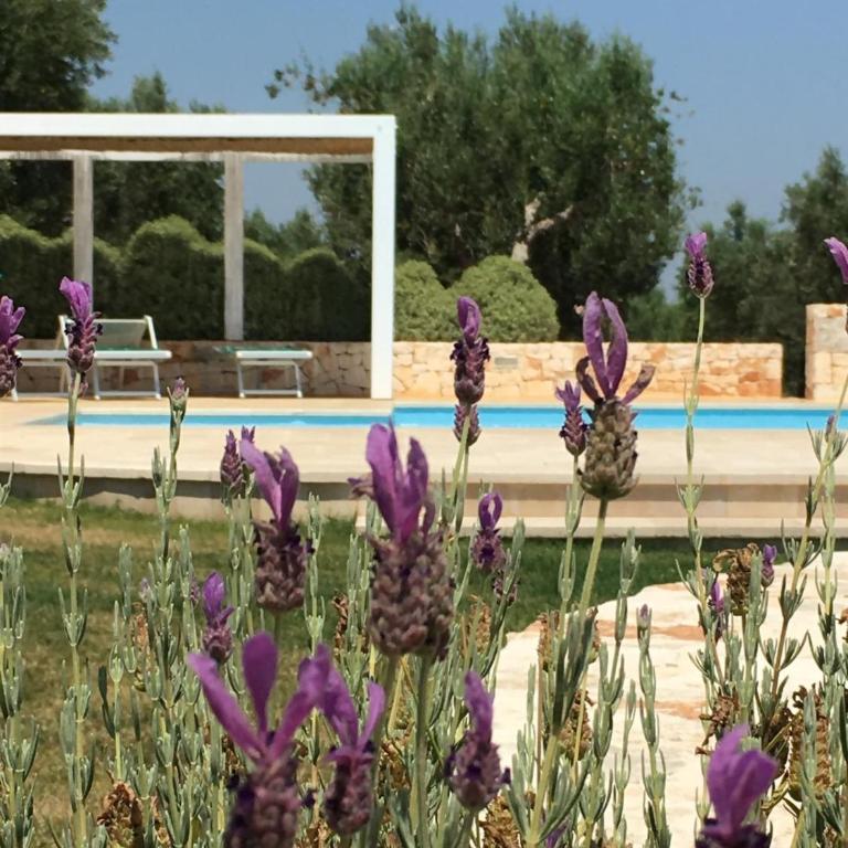 Trullo Amato with exclusive pool - Villa Standard - 2
