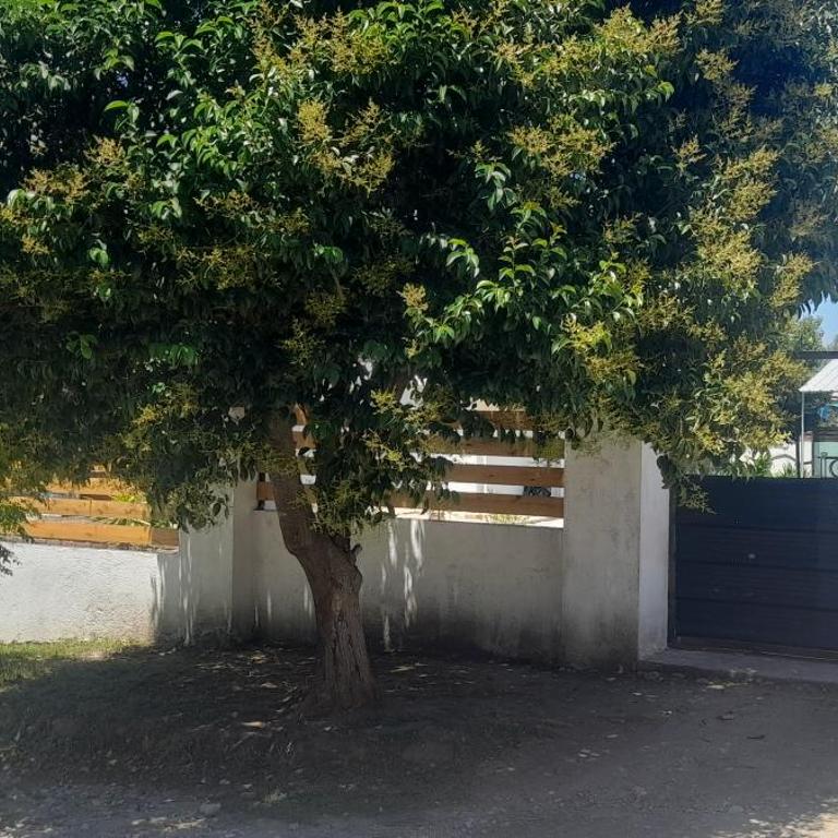 Cabañas cochico - One-Bedroom Apartment - 3