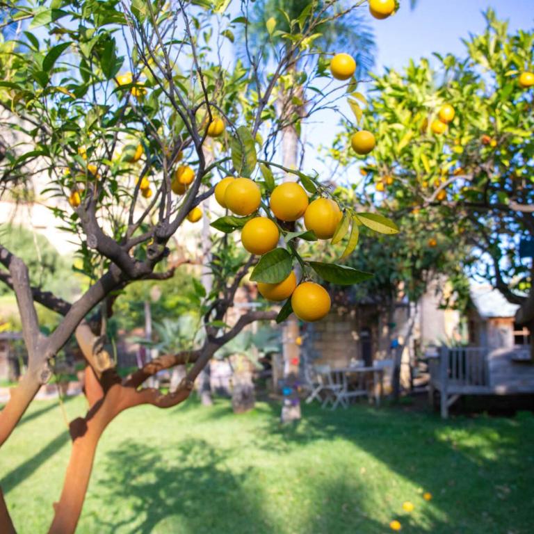 Villa Caterina - Solemar Sicilia - Appartamento con 2 Camere da Letto - 2