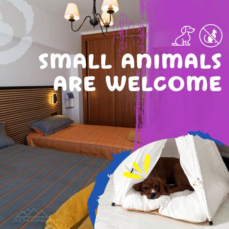 SnowGranada Parking telecabina Pradollano Include - Apartamento de 1 dormitorio con balcón y vistas a la montaña - 20