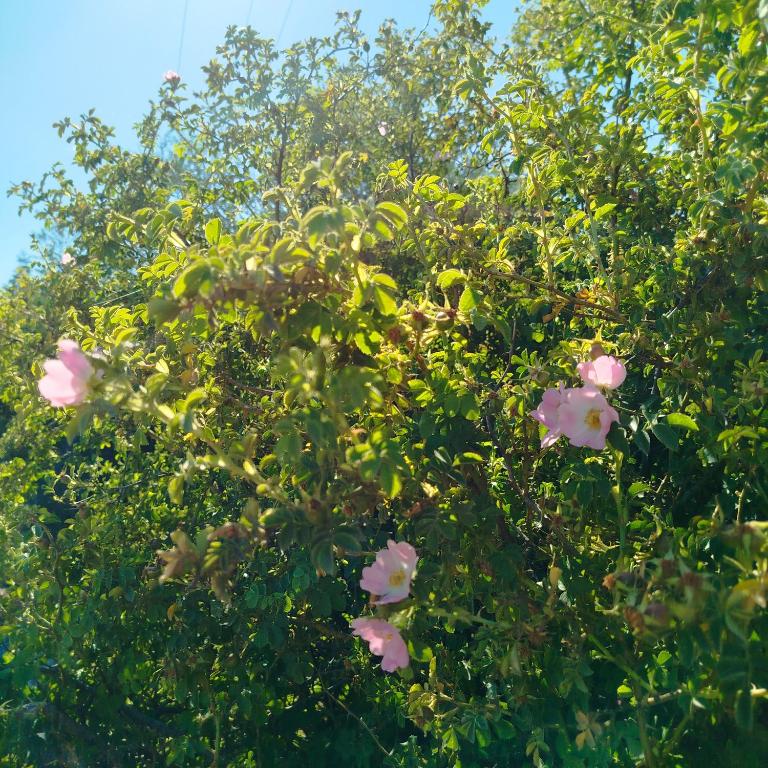 Flores del Limay cabañas - Cabaña con vistas al jardín - 31