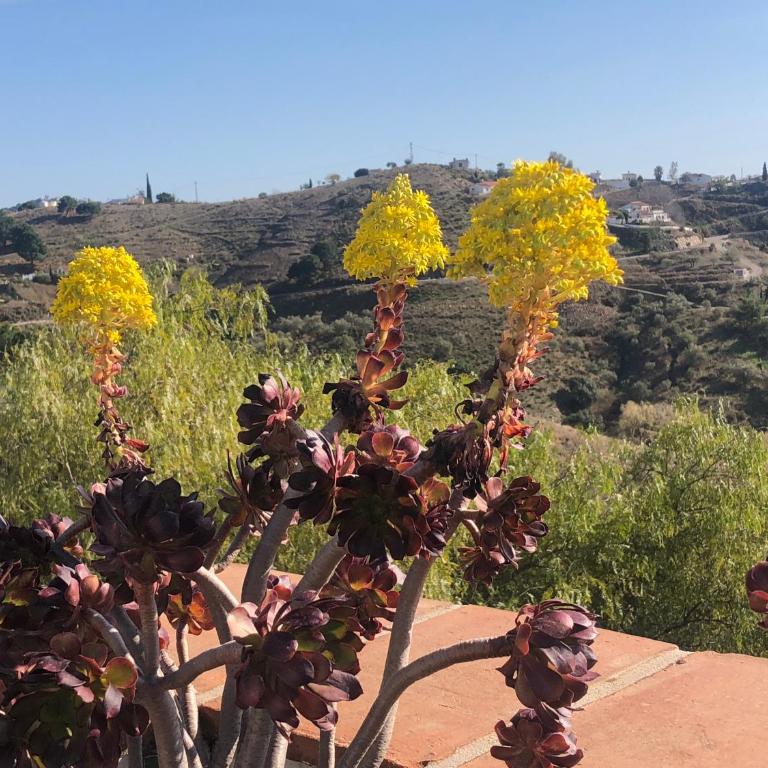 Finca La Estrella de Cómpeta - Casa de 3 dormitorios - 29