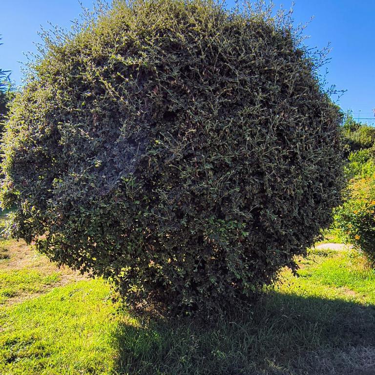 Cabañas entre Volcanes ,10 minutos de Puerto Varas, capacidad hasta 8 personas - Apartamento de 2 dormitorios con vistas al jardín - 26