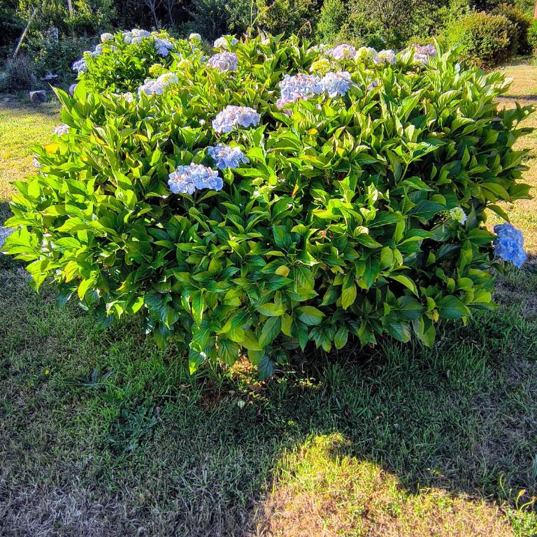 Cabañas entre Volcanes ,10 minutos de Puerto Varas, capacidad hasta 8 personas - Apartamento de 2 dormitorios con vistas al jardín - 29