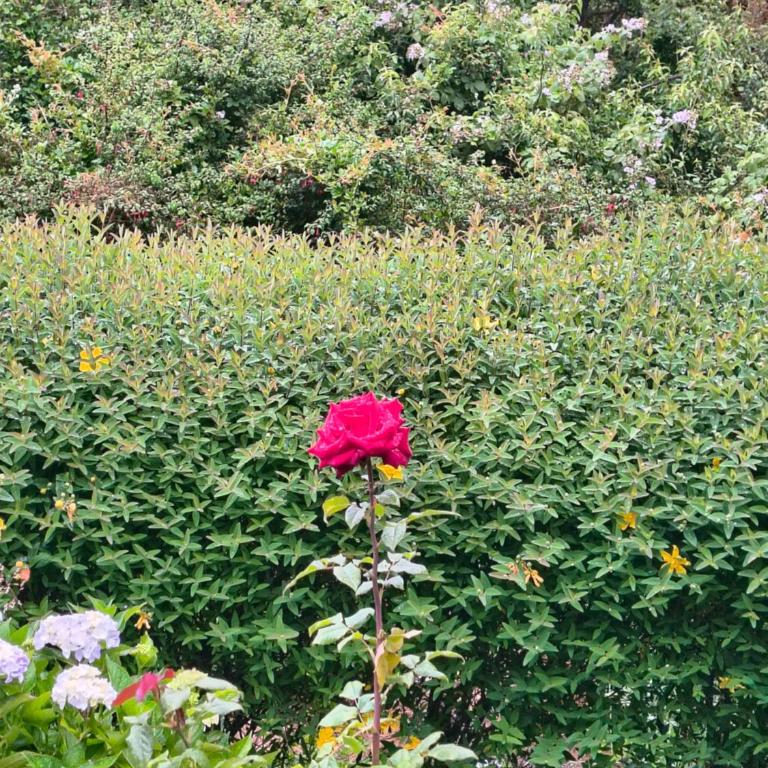 Cabañas entre Volcanes ,10 minutos de Puerto Varas, capacidad hasta 8 personas - Apartamento de 2 dormitorios con vistas al jardín - 30