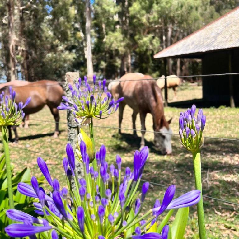 San Pedro de la Vigilancia - Chalet - 5
