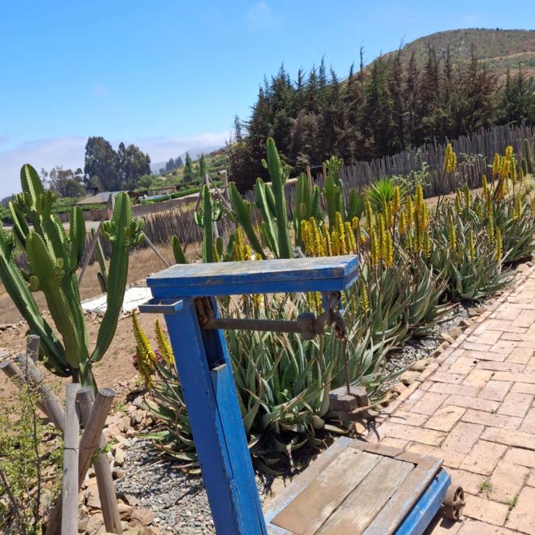Cabaña colibrí - Casa Campo Elqui - Apartamento de 2 dormitorios - 41