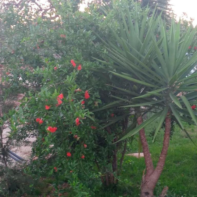 Casina del sole Relax and Private Pool - Three-Bedroom Home - 39