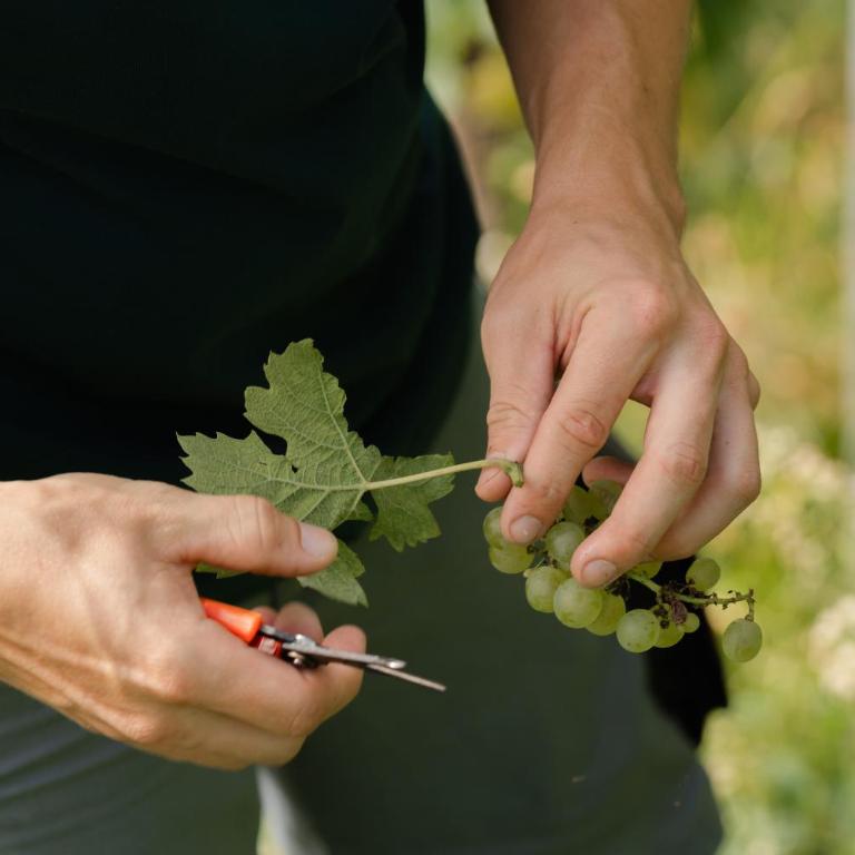 Monschein Weingut Straden - Doppelzimmer mit Gartenblick - 16