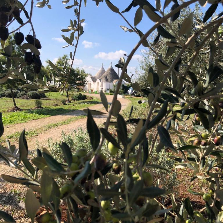 Trullo Trilli Puglia - Casa con 1 Camera da Letto - 2