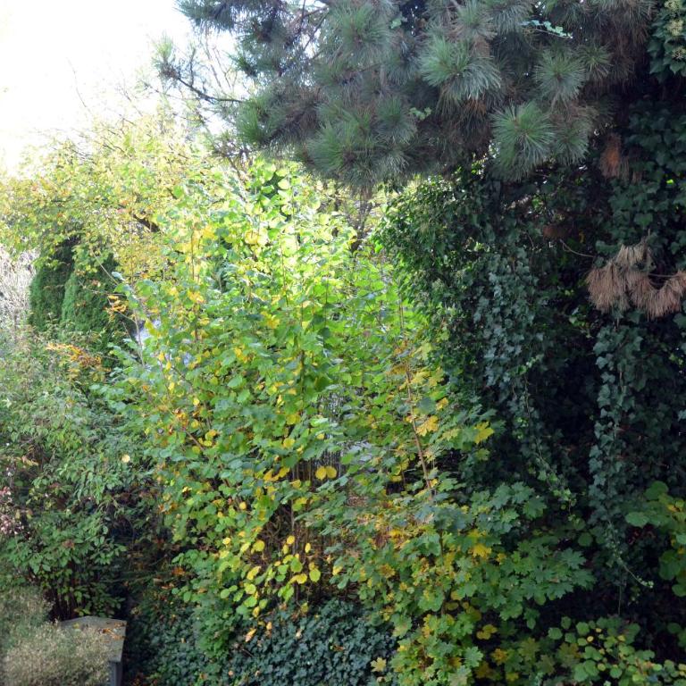 City-Jungle ARTcommodation - Appartamento con 3 Camere da Letto - 20